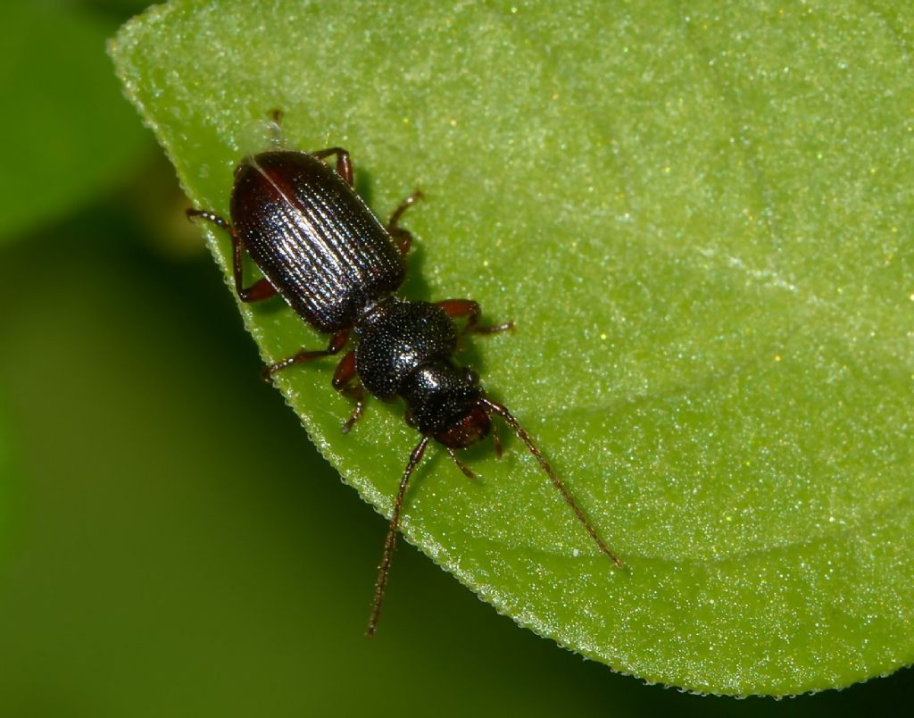 Carabidae: Tschitscherinellus?  No, Carterus sp.